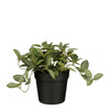 Mica Decorations -  Kunstplant mica tradescantia in pot 16x16cm | 6 stuks