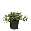 Mica Decorations -  Kunstplant mica tradescantia in pot groen