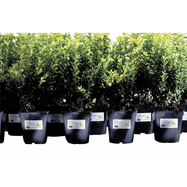 Avery -  Etiket  l4774-20 99.1x139mm wit 80st | 5 stuks