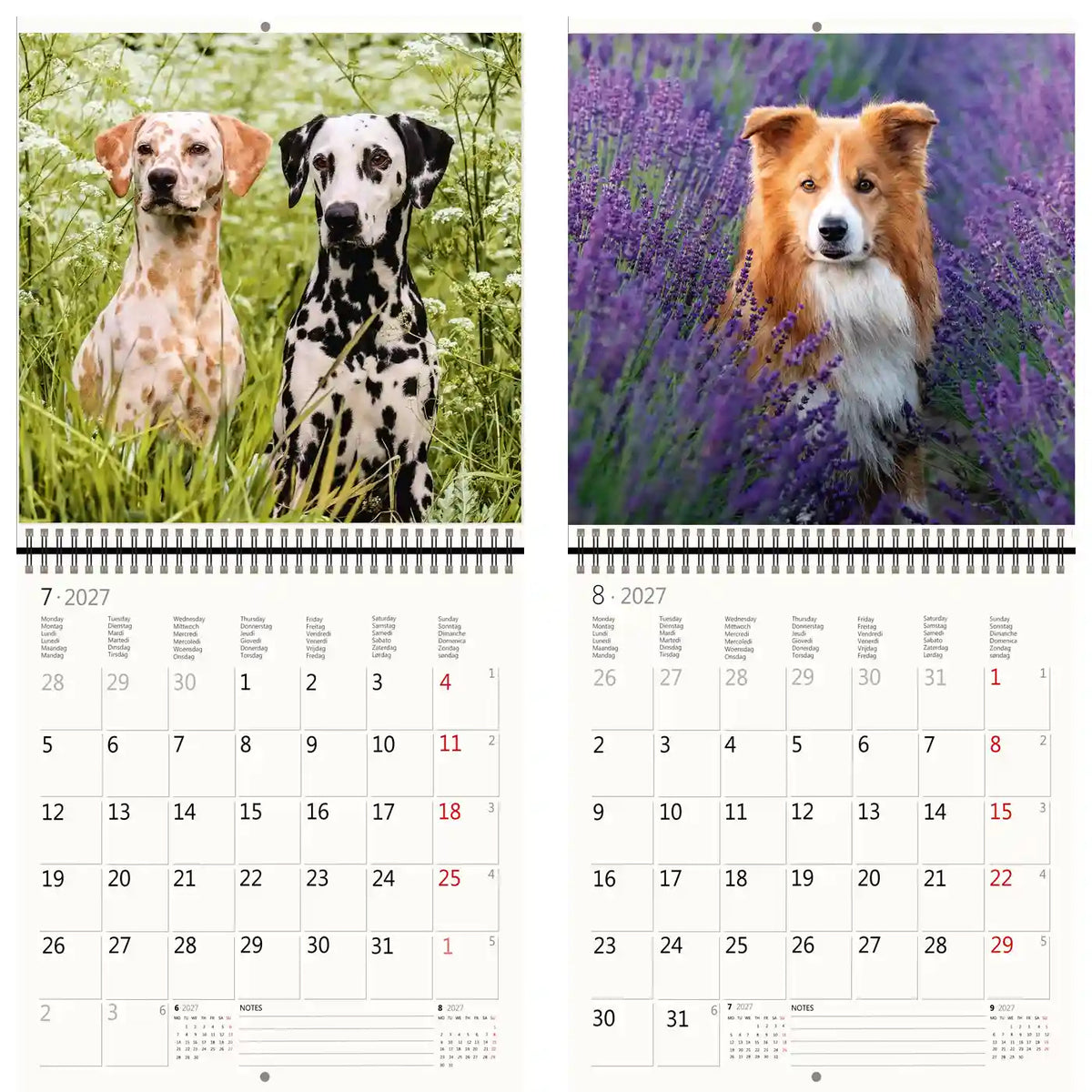 Helma 365 -  Kalender 2027 30x30cm honden